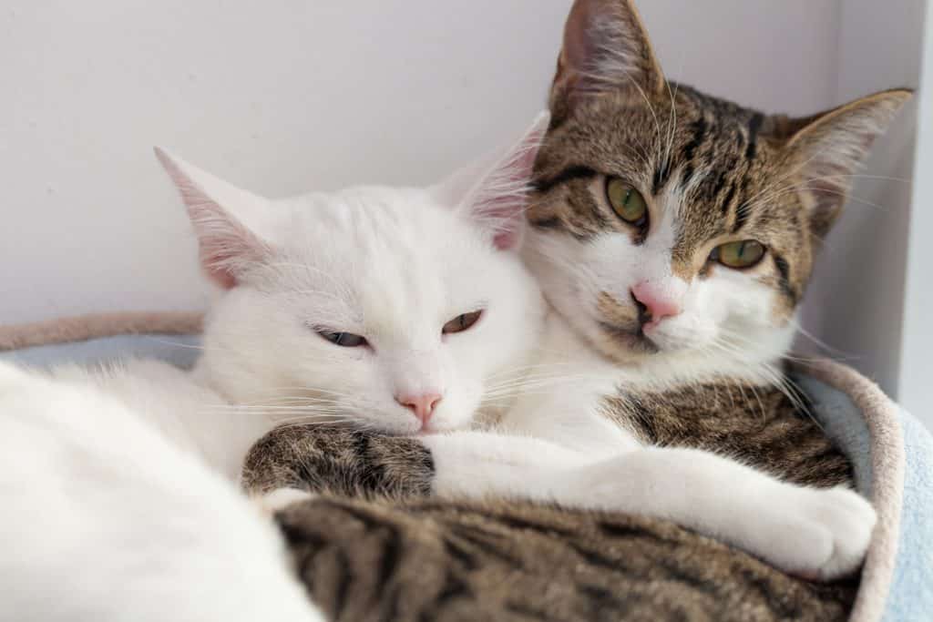 Los gatos sí tienen amigos: descubre cómo eligen sus compañías