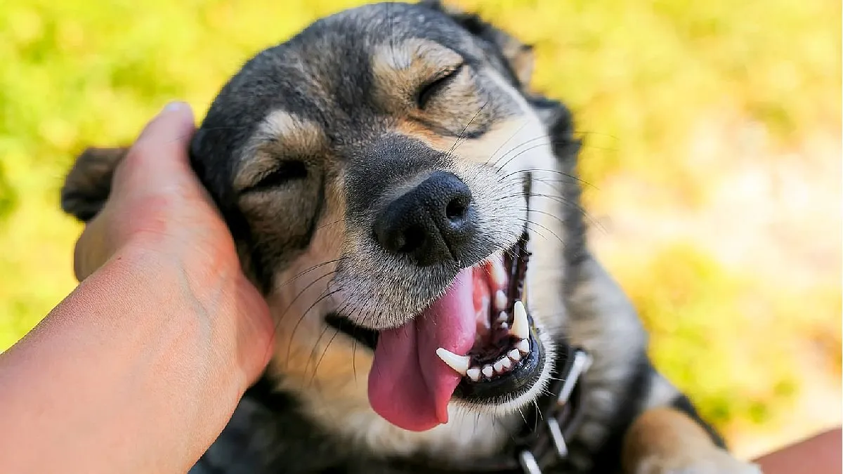 Los humanos a menudo malinterpretan las emociones de sus perros, revela un estudio