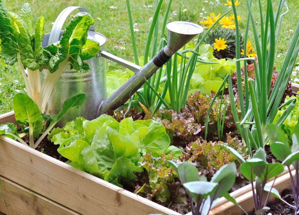 Soluciones naturales para proteger tu huerto y jardín de plagas