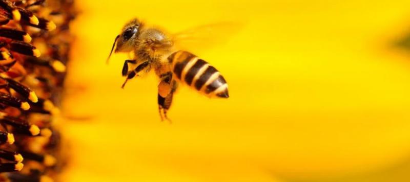 ¡A volar por ellas! Chapultepec rinde homenaje a las abejas, guardianas de la biodiversidad