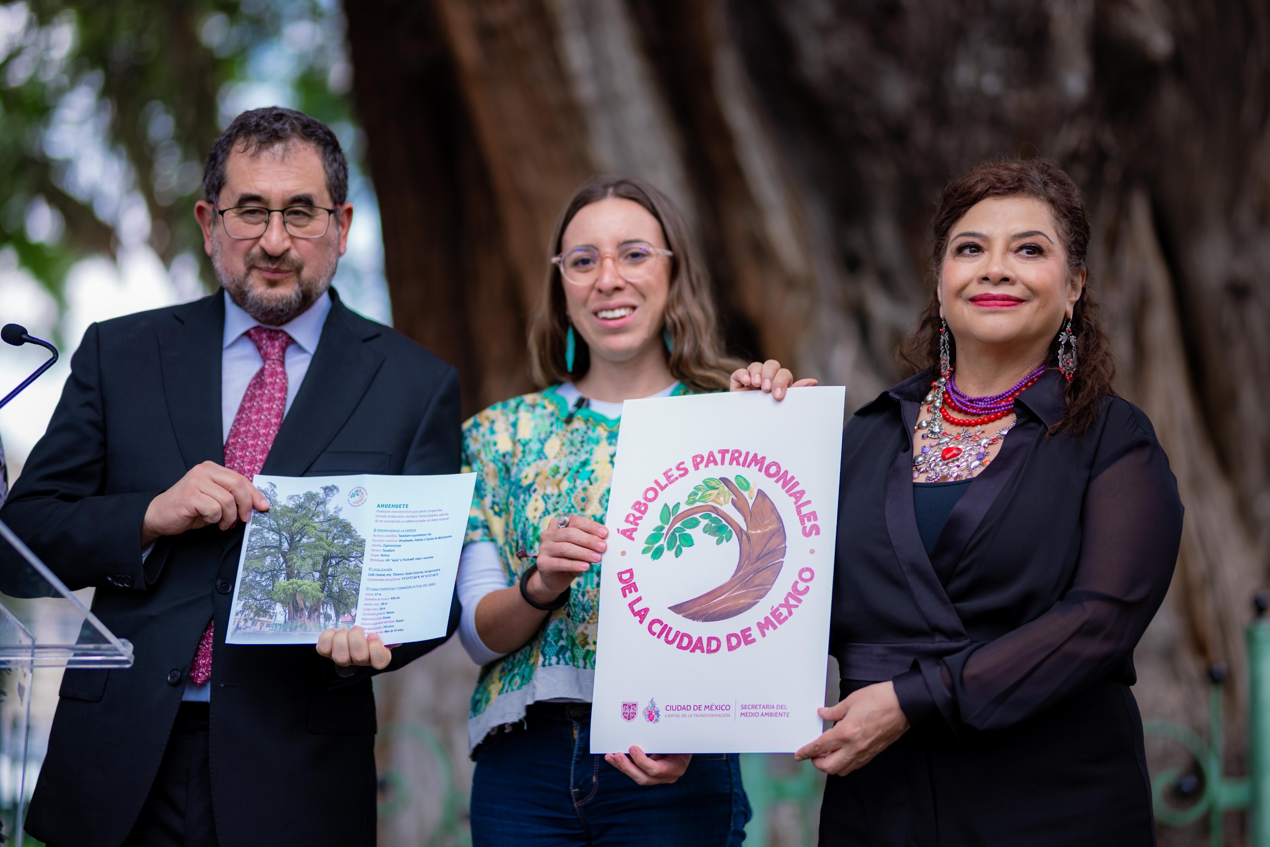 ¡700 años de historia viva! Ahuehuete en Azcapotzalco es declarado patrimonio natural por Brugada