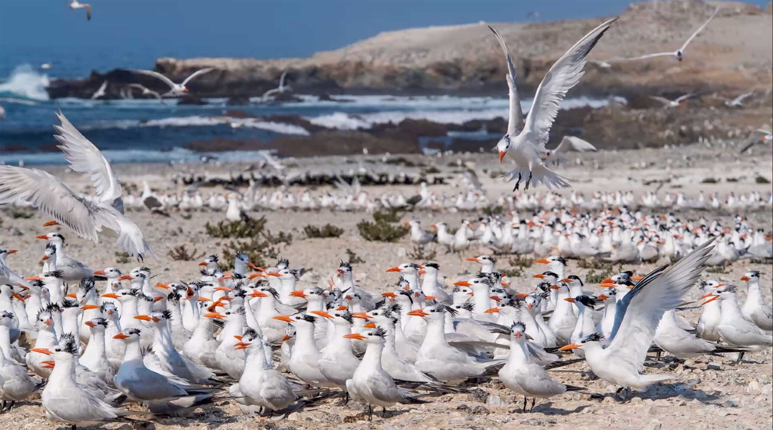 Vidas en el aire y el mar: las aves marinas, termómetro del planeta, están en riesgo