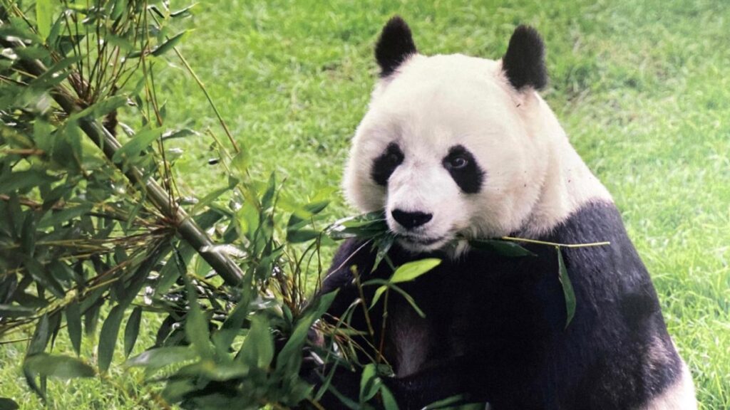 Una vida de esperanza: Xin Xin, la panda gigante de Chapultepec, celebra 35 años de historia