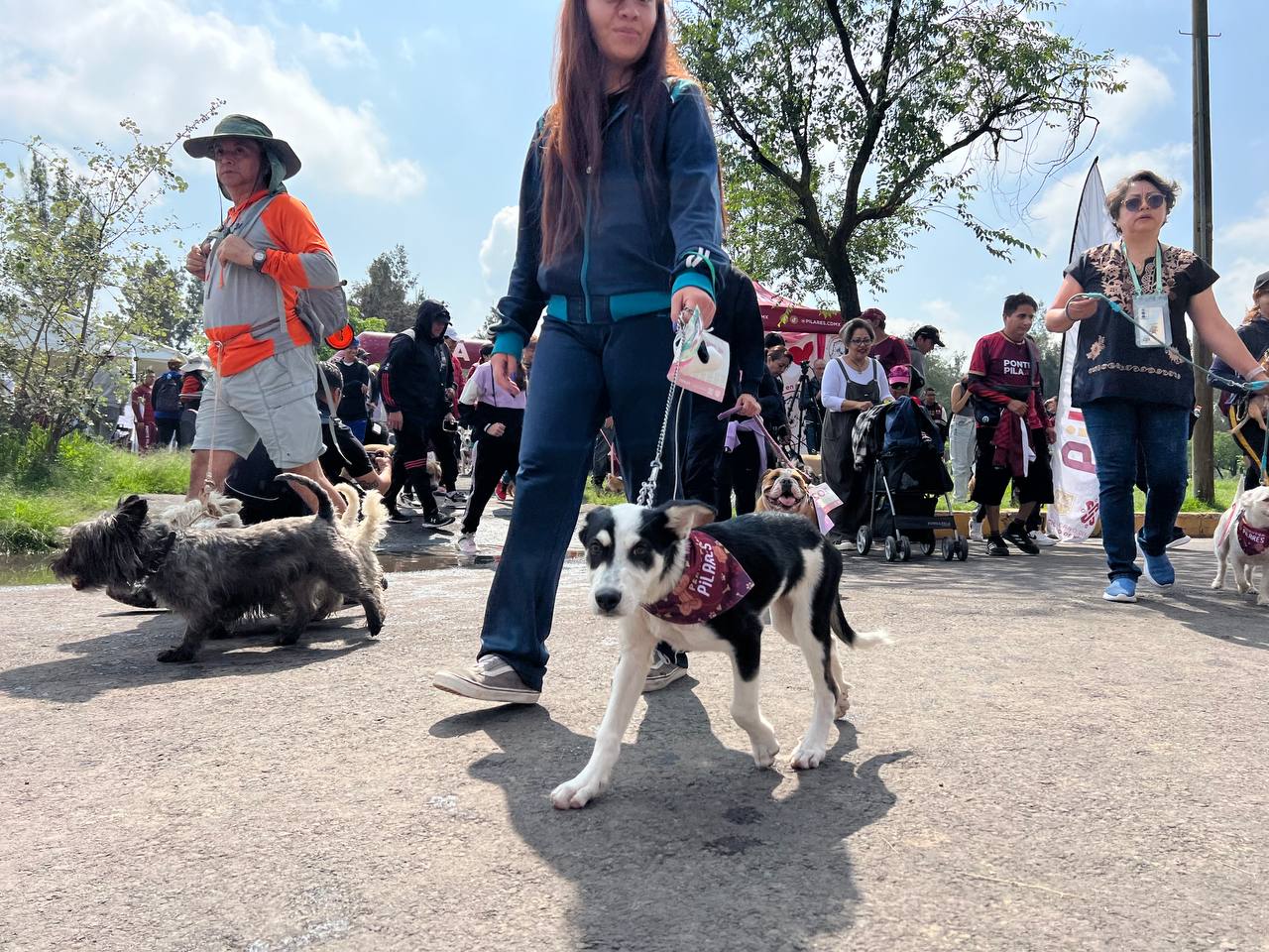 Caminata, teatro y adopciones: todo listo para el festival canino “Un día con mi mejor amigo”