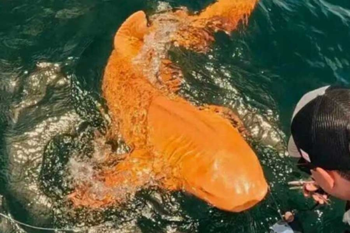 El tiburón naranja que sorprendió a Costa Rica: un hallazgo inédito en el Caribe