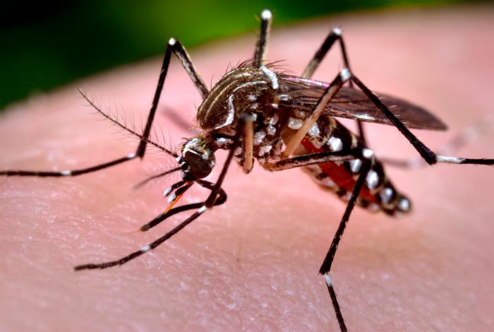 Virus de chikungunya en México: lo que debes saber sobre esta enfermedad transmitida por mosquitos