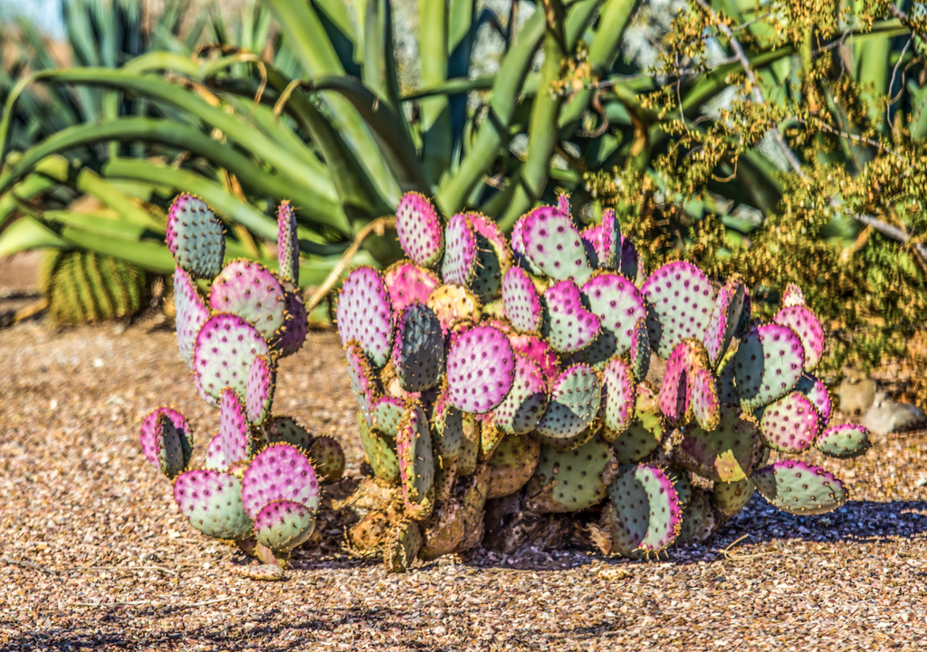 El nopal morado que brilla en el desierto y cambia de color con el sol