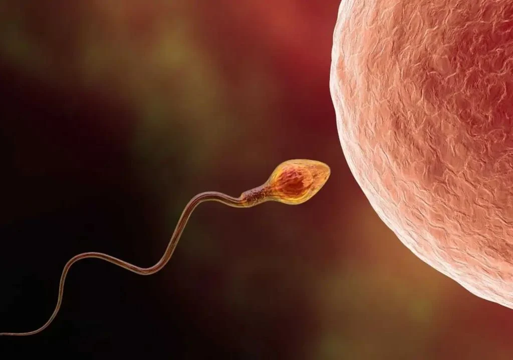 Microplásticos en semen y óvulos: un hallazgo que abre nuevas preguntas sobre la fertilidad humana