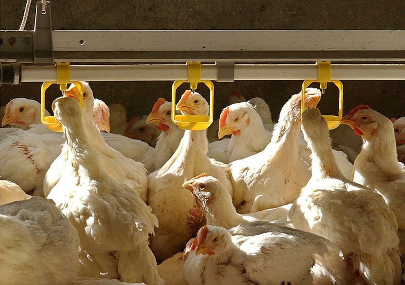 Detectan mutaciones peligrosas en cepa H5N1 que afecta aves y ganado