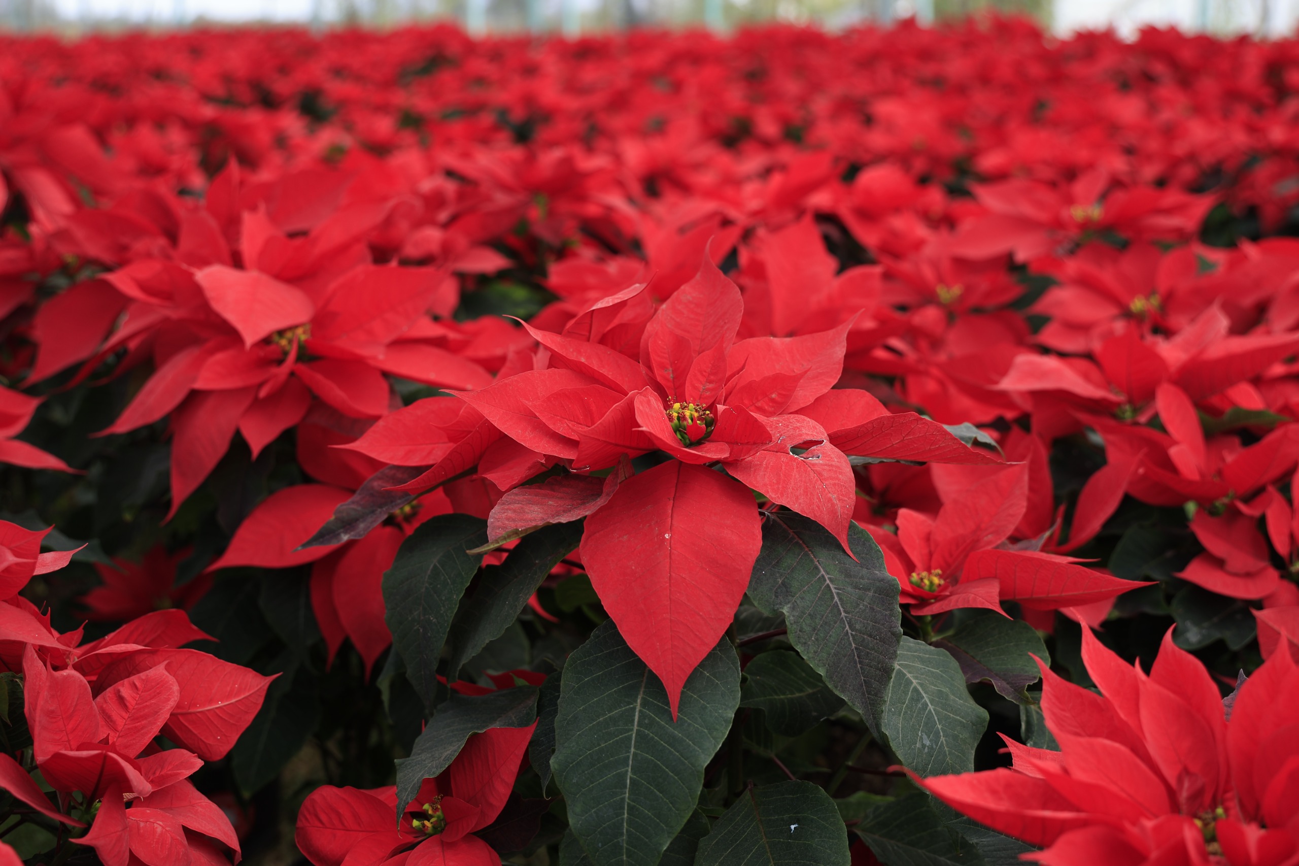 De México para el mundo: cómo la nochebuena se convirtió en la flor de la Navidad