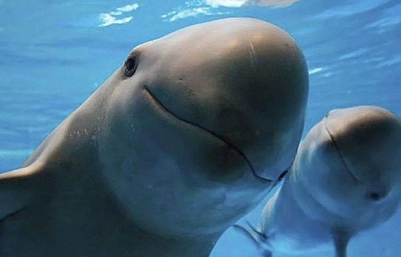 Sheinbaum defiende proyecto Saguaro y promete proteger a la vaquita marina