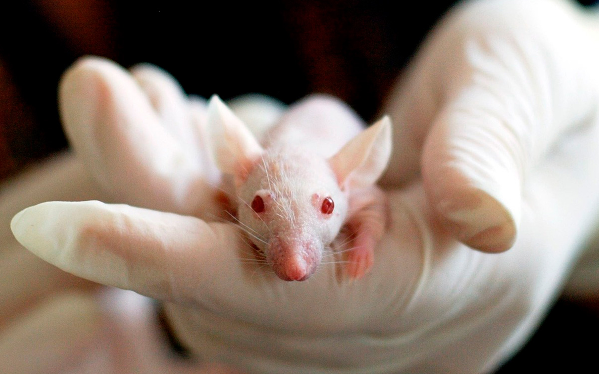 Eliminar el cáncer de páncreas en ratones abre una nueva esperanza terapéutica