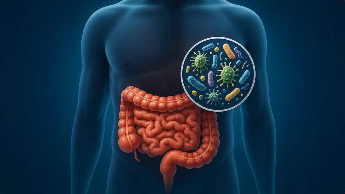 Trasplante fecal podría revertir  el envejecimiento intestinal