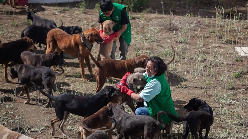 Refugio Franciscano reabre y retoma adopciones tras tres meses