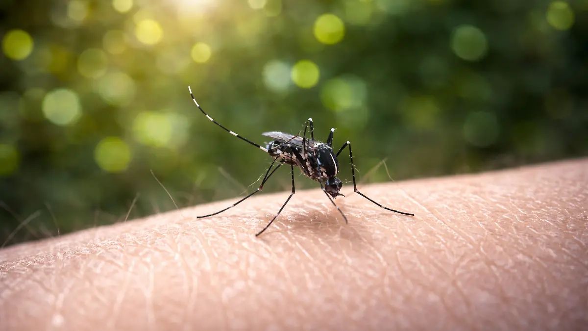 Temporada de calor 2026: Proliferación de mosquitos aumenta riesgo sanitario en México